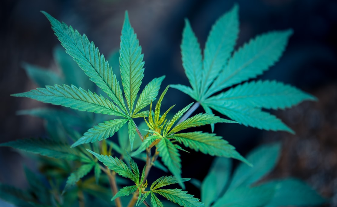 how marijuana affects a teenage brain