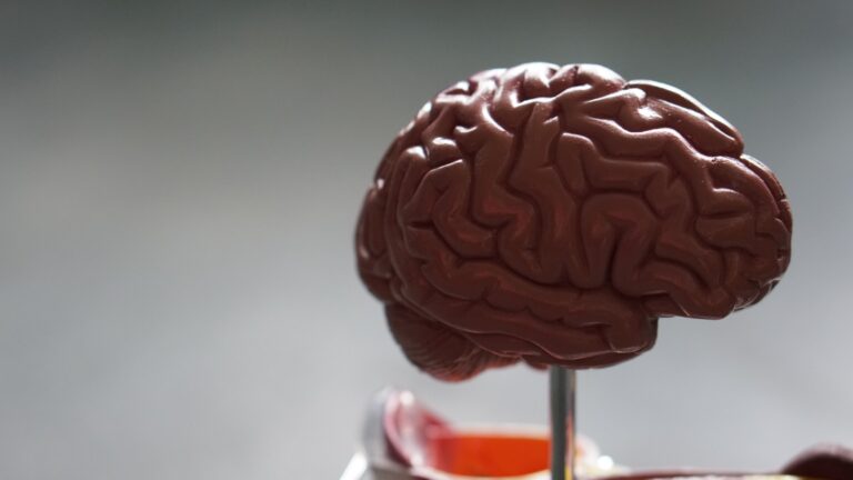 brain recovery